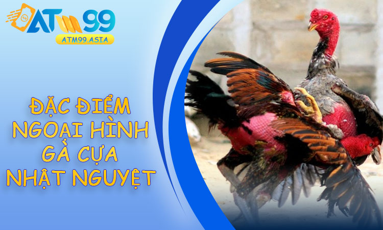 Đặc Điểm Ngoại Hình Nhận Diện Gà Cựa Nhật Nguyệt