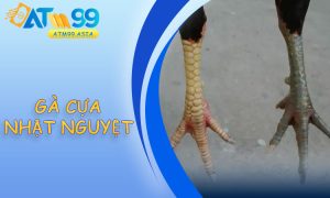 Gà Cựa Nhật Nguyệt