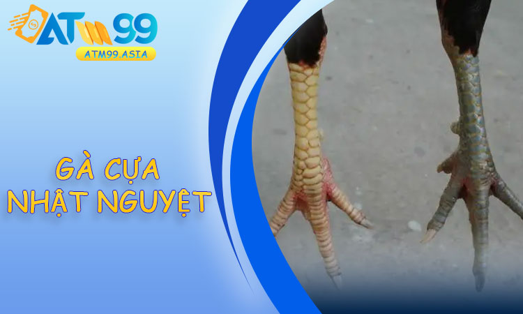 Gà Cựa Nhật Nguyệt
