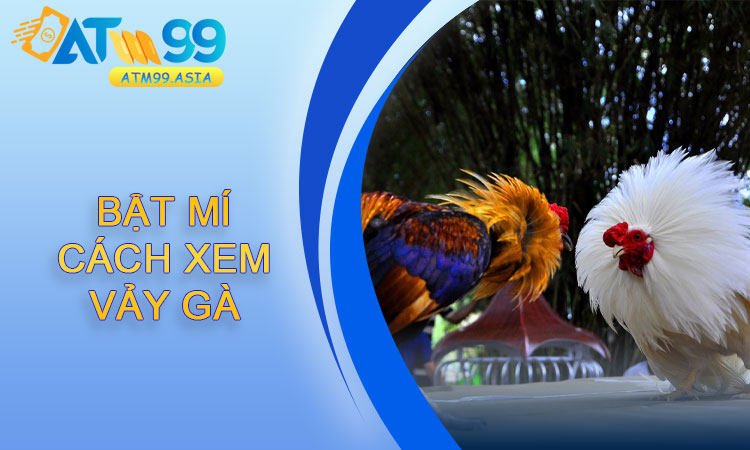 Bật Mí Cách Xem Vảy Gà