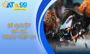 Bí quyết đá gà trực tiếp C1