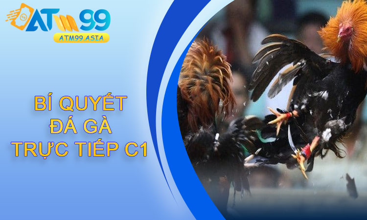Bí quyết đá gà trực tiếp C1